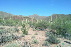 Landscape in Saguaro National Park Arizona, USA