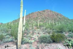 Landscape in Saguaro National Park Arizona, USA