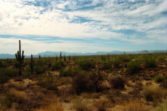 Landscape in the Sonora Desert near Mexico in Arizona, USA