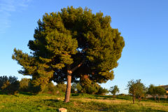 At the historic site of the Valley of Temples in Agrigent, Sicily, Italy