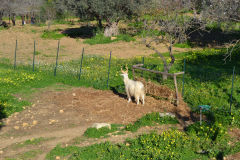 At the historic site of the Valley of Temples in Agrigent, Sicily, Italy