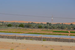 Landscape in the Rub al-Chali at the Oasis Liwa in the United Arab Emirates