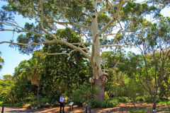 View of the Botanical Garden Sydney, Australia