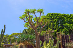 View of the Botanical Garden Sydney, Australia
