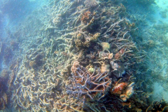 Underwater impressions of Coral Bay, Western Australia