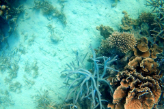 Underwater impressions of Coral Bay, Western Australia