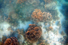 Underwater impressions of Coral Bay, Western Australia