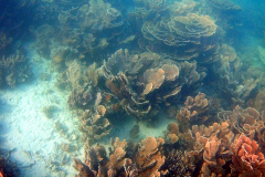 Underwater impressions of Coral Bay, Western Australia