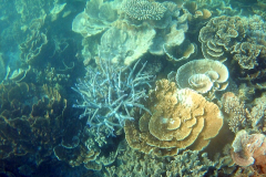 Underwater impressions of Coral Bay, Western Australia