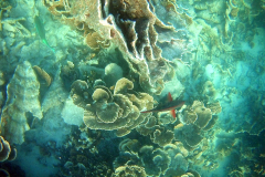 Underwater impressions of Coral Bay, Western Australia