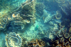 Underwater impressions of Coral Bay, Western Australia