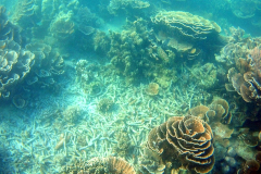 Underwater impressions of Coral Bay, Western Australia