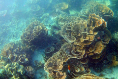 Underwater impressions of Coral Bay, Western Australia