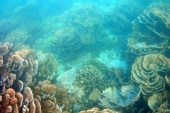 Underwater impressions of Coral Bay, Western Australia