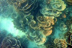 Underwater impressions of Coral Bay, Western Australia