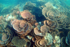 Underwater impressions of Coral Bay, Western Australia