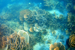 Underwater impressions of Coral Bay, Western Australia