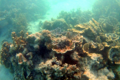 Underwater impressions of Coral Bay, Western Australia