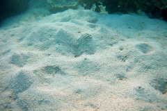 Underwater impressions of Coral Bay, Western Australia