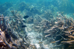 Corals at Turquoise Beach in the Cape Range National Park at the Ningaloo Reef, Western Australia