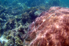 Corals at Turquoise Beach in the Cape Range National Park at the Ningaloo Reef, Western Australia