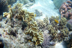 Corals at Turquoise Beach in the Cape Range National Park at the Ningaloo Reef, Western Australia