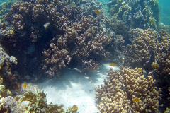 Corals at Turquoise Beach in the Cape Range National Park at the Ningaloo Reef, Western Australia