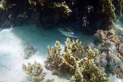 Corals at Turquoise Beach in the Cape Range National Park at the Ningaloo Reef, Western Australia