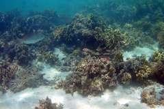 Corals at Turquoise Beach in the Cape Range National Park at the Ningaloo Reef, Western Australia