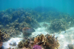 Corals at Turquoise Beach in the Cape Range National Park at the Ningaloo Reef, Western Australia