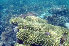 Corals at Turquoise Beach in the Cape Range National Park at the Ningaloo Reef, Western Australia