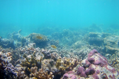 Corals at Turquoise Beach in the Cape Range National Park at the Ningaloo Reef, Western Australia