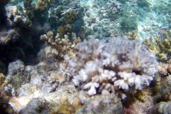 Corals at Turquoise Beach in the Cape Range National Park at the Ningaloo Reef, Western Australia