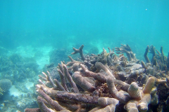 Corals at Turquoise Beach in the Cape Range National Park at the Ningaloo Reef, Western Australia