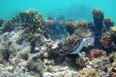 Corals at Turquoise Beach in the Cape Range National Park at the Ningaloo Reef, Western Australia