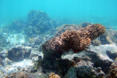 Corals at Turquoise Beach in the Cape Range National Park at the Ningaloo Reef, Western Australia