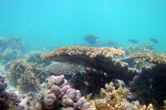 Corals at Turquoise Beach in the Cape Range National Park at the Ningaloo Reef, Western Australia