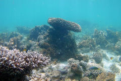 Corals at Turquoise Beach in the Cape Range National Park at the Ningaloo Reef, Western Australia