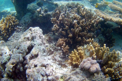 Corals at Turquoise Beach in the Cape Range National Park at the Ningaloo Reef, Western Australia