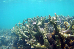 Corals at Turquoise Beach in the Cape Range National Park at the Ningaloo Reef, Western Australia