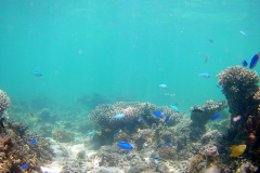 Corals at Turquoise Beach in the Cape Range National Park at the Ningaloo Reef, Western Australia