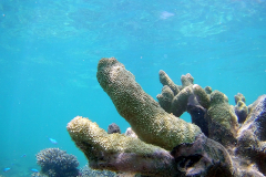 Corals at Turquoise Beach in the Cape Range National Park at the Ningaloo Reef, Western Australia