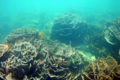 Underwater image of the corals in Coral Bay, Western Australia