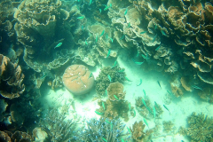 Underwater image of the corals in Coral Bay, Western Australia