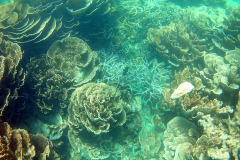 Underwater image of the corals in Coral Bay, Western Australia