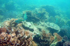 Underwater image of the corals in Coral Bay, Western Australia