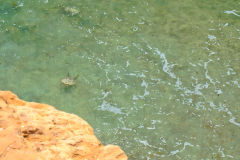 Turtles in the water at the coast of Coral Bay, Western Australia