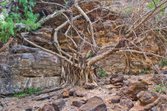 Strange tree in the Dale Gorge in the Karijini National Park, Western Australia