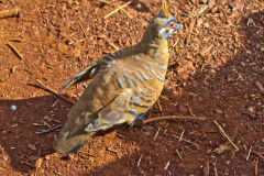 Pigeon in the Karajini National Park, Western Australia