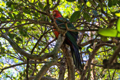 A bird in the Taronga Zoo, Sydney, Australia